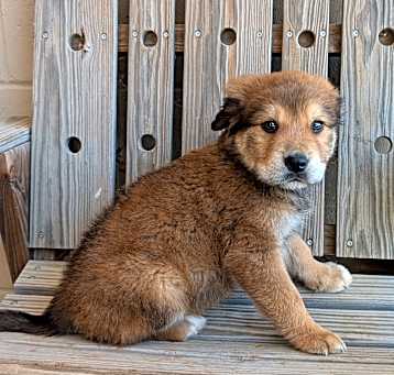 Photo of Teddy Bear