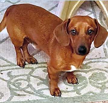 Photo of Diddle