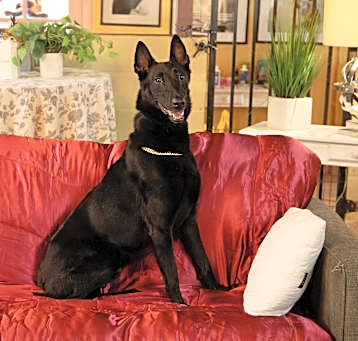 Photo of Milo