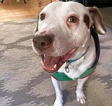 Photo of Rocco