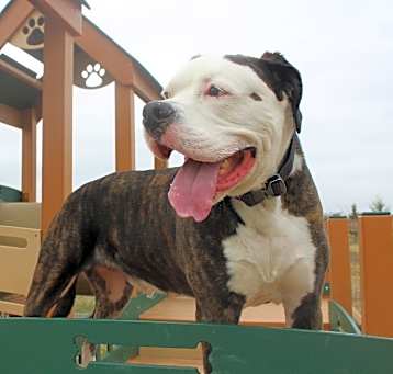 Photo of King