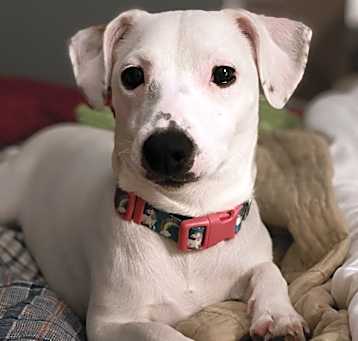 Photo of Daisy