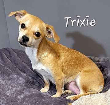 Photo of Trixie