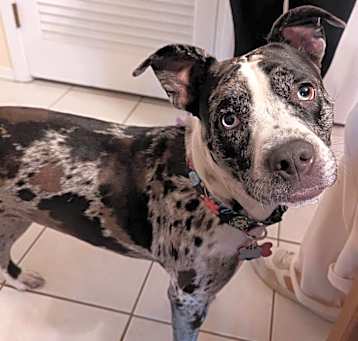Photo of Pebbles