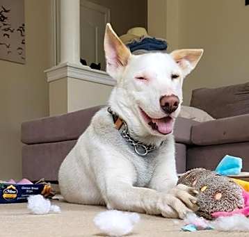 Photo of Bolt
