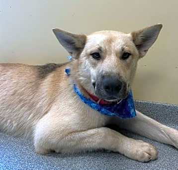 Photo of CAESAR