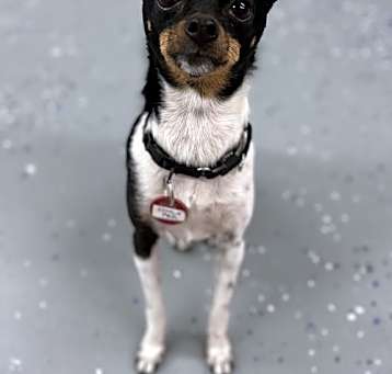Photo of Little Pea *LOCAL*