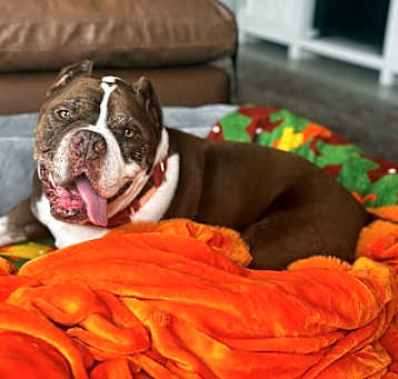 Photo of Hank