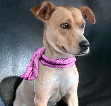 Photo of Dixie
