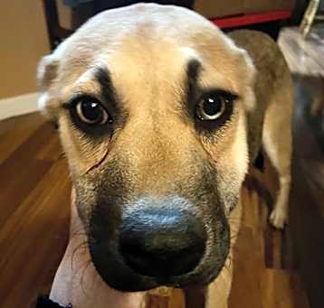 Photo of DAHLIA