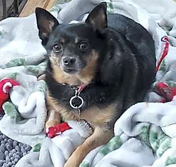 Photo of Sassy