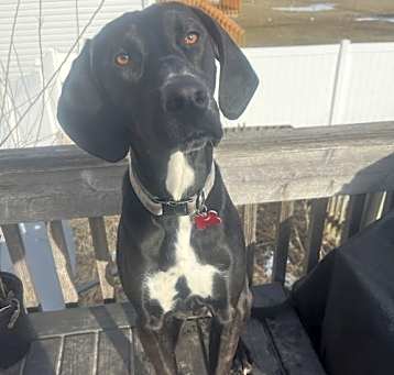 Photo of Otis