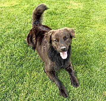 Photo of Choco
