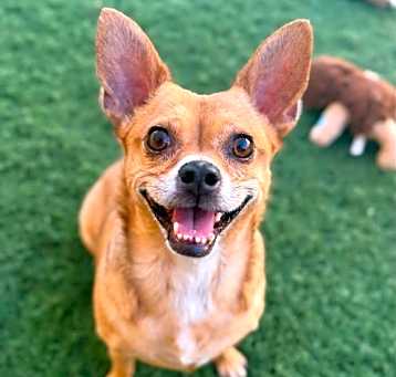 Photo of Honey