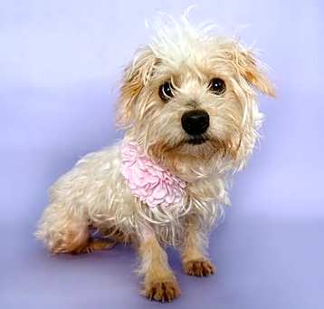 Photo of Wiggles
