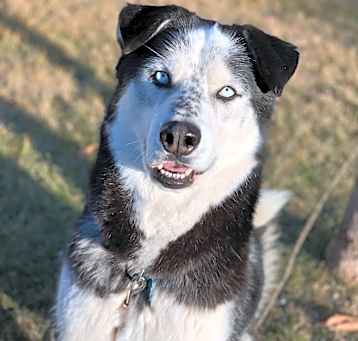 Photo of Bandit