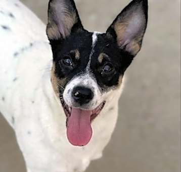 Photo of Punky - Priceless Pupper!