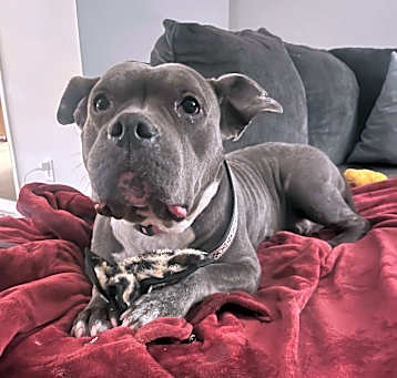 Photo of Raven