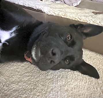 Photo of Playful and Sweet
