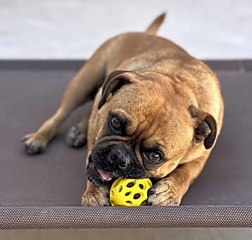Photo of Daisy