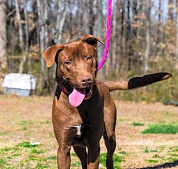 Photo of Copper