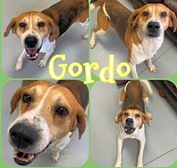Photo of Gordo