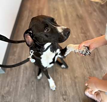 Photo of Ophelia (Lollipop)