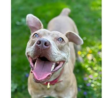 Photo of Good Boy