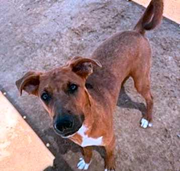 Photo of Otis