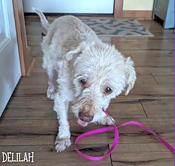 Photo of Delilah