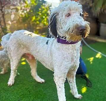 Photo of CHIPPER