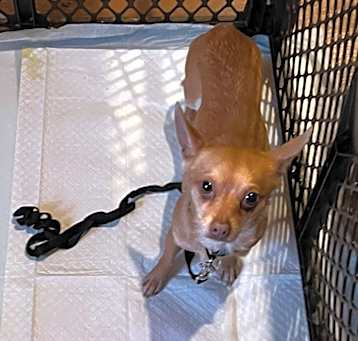 Photo of Tito
