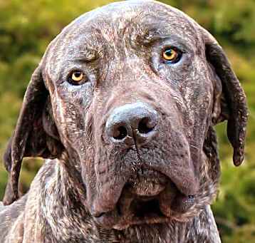 Photo of Awesome Mr Anubis ~ EASY Pup