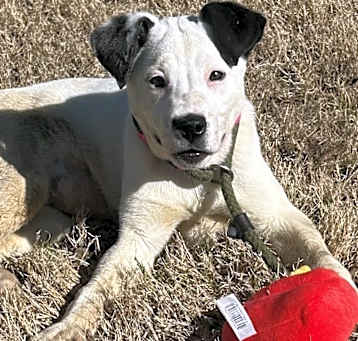 Photo of Josie