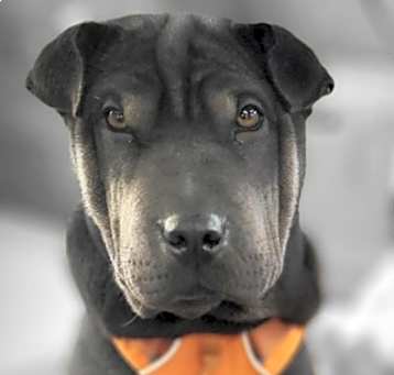 Photo of Hachi