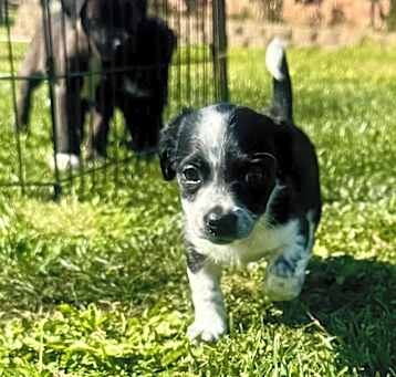 Photo of Dolly