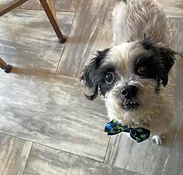 Photo of oreo
