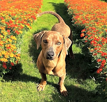 Photo of Cooper