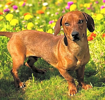 Photo of Milo
