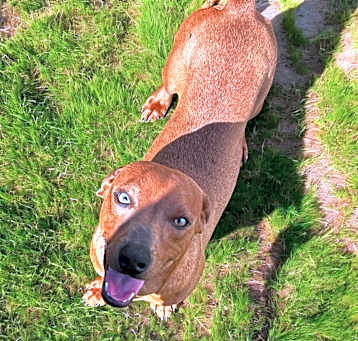 Photo of Buddy