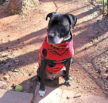 Photo of Fender