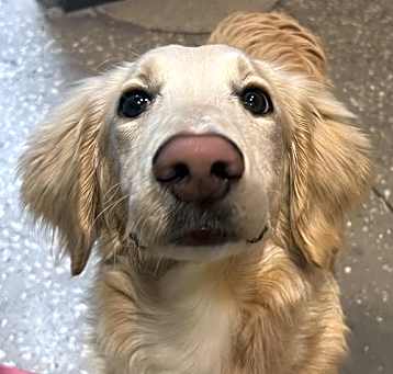 Photo of Falcor