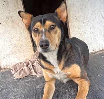 Photo of Peanut