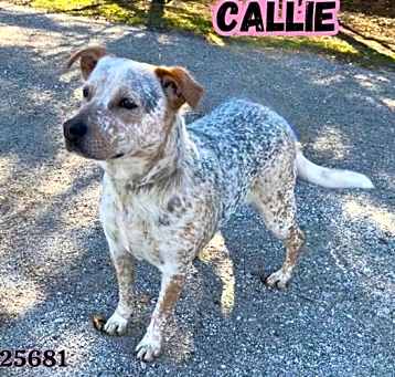 Photo of Callie