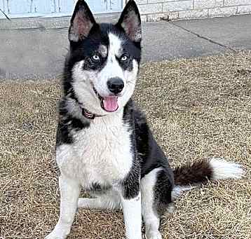 Photo of **XENA**