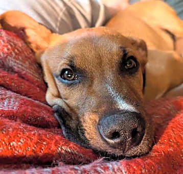 Photo of Tucker