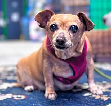 Photo of Chica