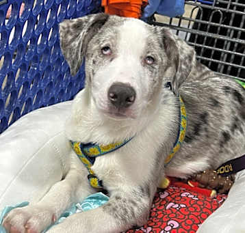 Photo of Wrangler (PA) CUDDLY!