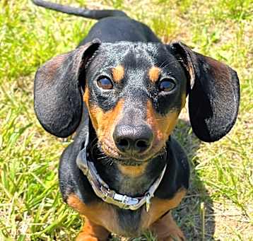 Photo of Slinky