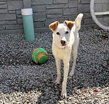 Photo of Snoopy *ADOPTION SPECIAL*